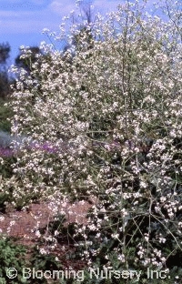 Crambe cordifolia